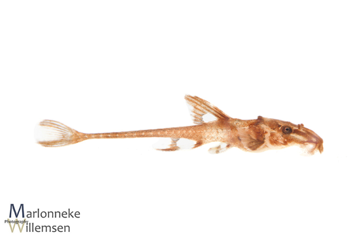 Zweepstaartmeerval Rineloricaria sp. 'red' L010a 20 dagen oud