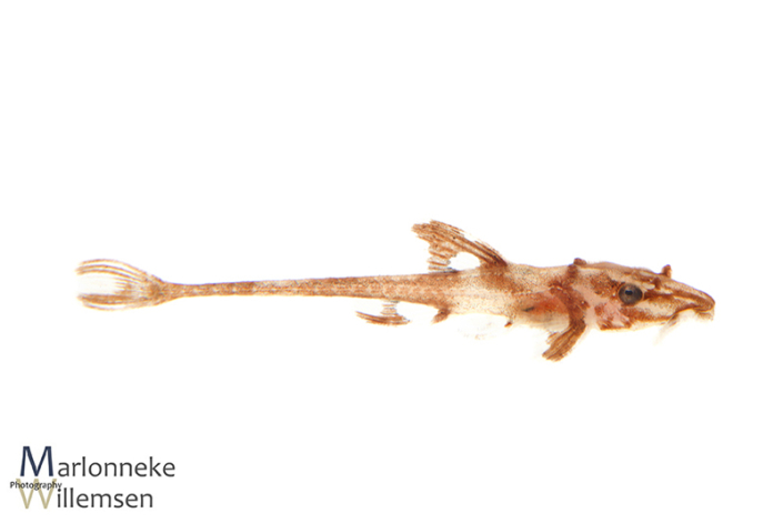 Zweepstaartmeerval Rineloricaria sp. 'red' L010a 25 dagen oud