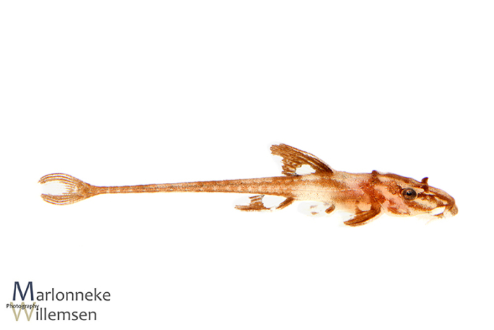 Zweepstaartmeerval Rineloricaria sp. 'red' L010a 5 weken oud