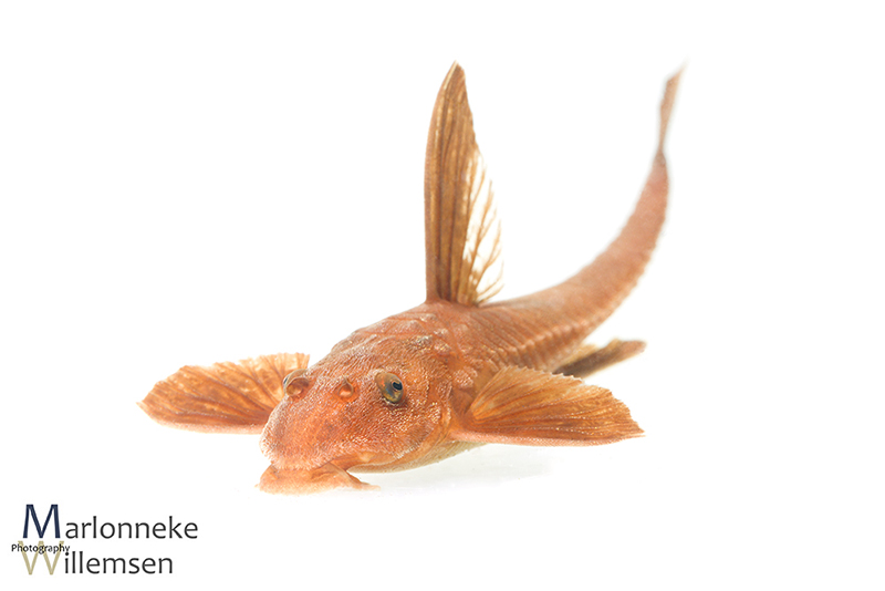 Zweepstaartmeerval Rineloricaria sp. 'red' L010a vrouwtje