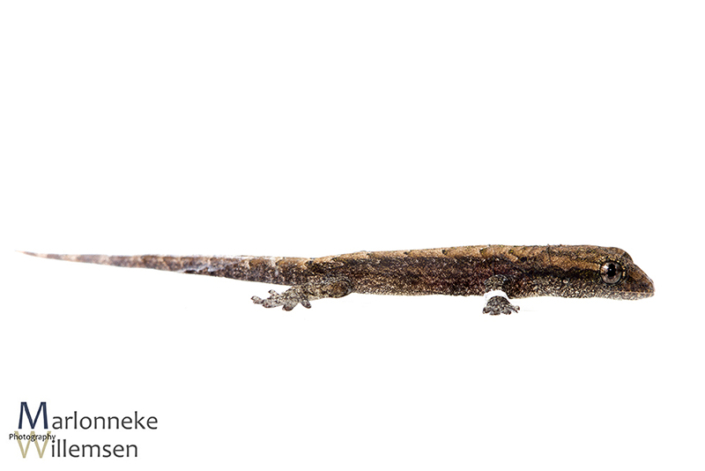 Rouwgekko, Lepidodactylus lugubris enkele uren oud
