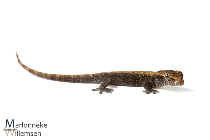 Rouwgekko, Lepidodactylus lugubris 1 week oud