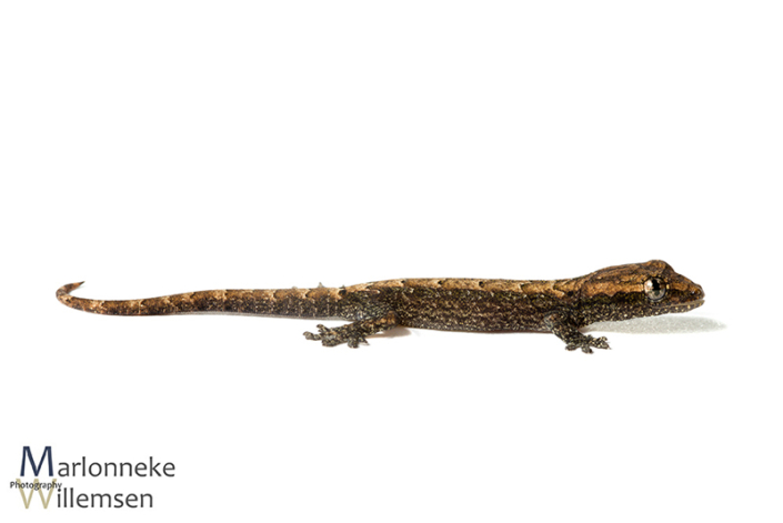 Rouwgekko, Lepidodactylus lugubris 2 weken oud