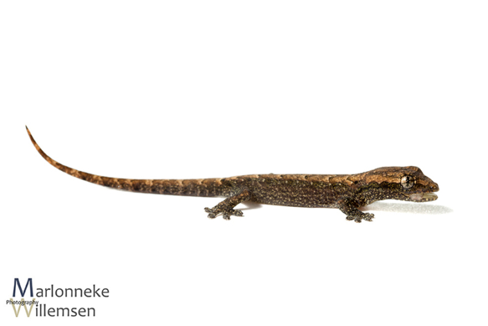 Rouwgekko, Lepidodactylus lugubris 3 weken oud