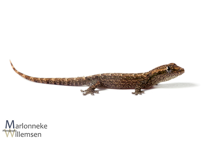 Rouwgekko, Lepidodactylus lugubris 4 weken oud