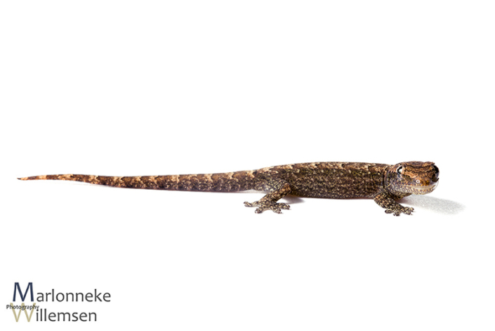 Rouwgekko, Lepidodactylus lugubris 5 weken oud