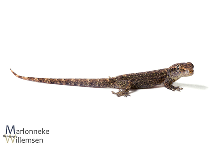 Rouwgekko, Lepidodactylus lugubris 6 weken oud
