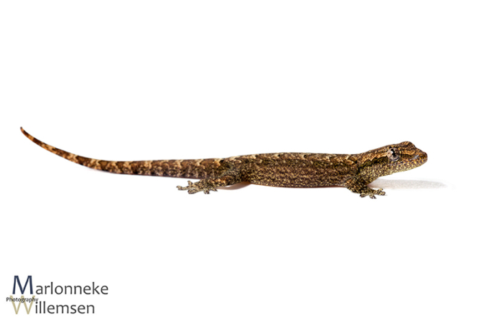 Rouwgekko, Lepidodactylus lugubris 7 weken oud