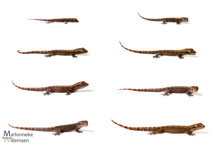 Overzicht van de groei en ontwikkeling van een Rouwgekko, Lepidodactylus lugubris in de eerste 7 weken van zijn leven