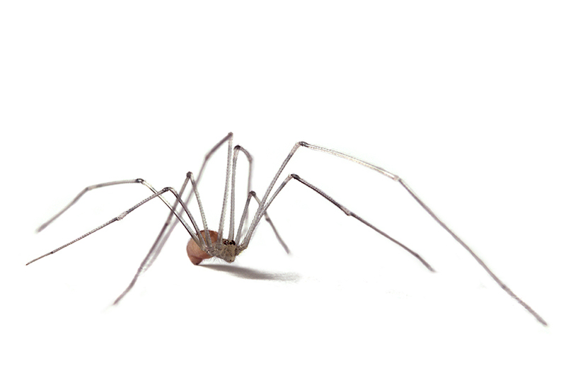 Grote trilspin