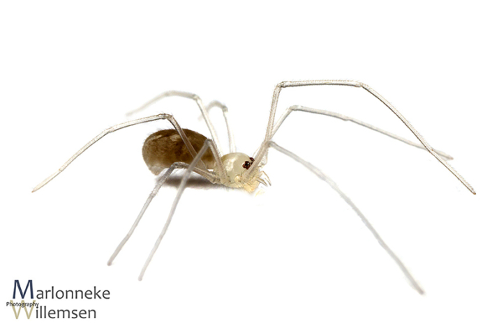 Grote trilspin, Pholcus phalangioides enkele uren oud