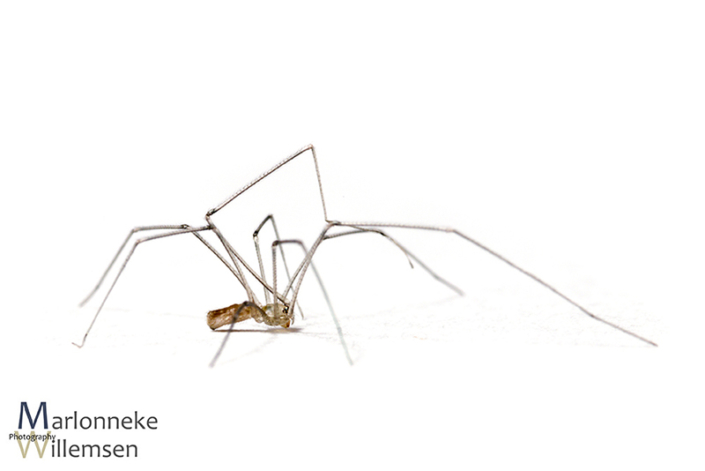 Grote trilspin, Pholcus phalangioides 1 week oud