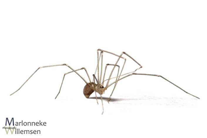 Grote trilspin, Pholcus phalangioides 2 weken oud