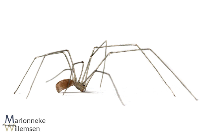 Grote trilspin, Pholcus phalangioides 3 weken oud