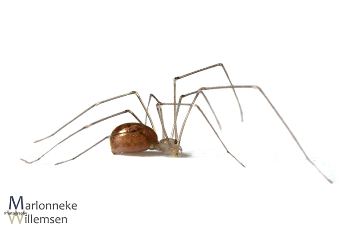 Grote trilspin, Pholcus phalangioides 4 weken oud
