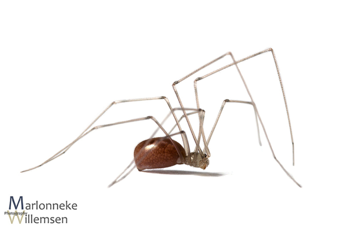 Grote trilspin, Pholcus phalangioides 5 weken oud