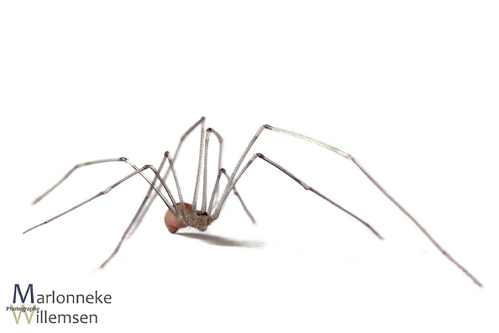 Grote trilspin, Pholcus phalangioides 6 weken oud