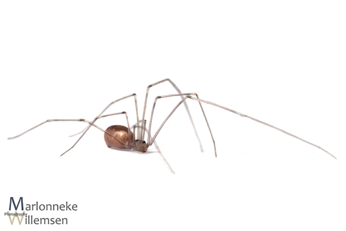 Grote trilspin, Pholcus phalangioides 7 weken oud