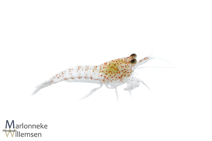 Vuurgarnaal, Neocaridina davidi 1 week oud