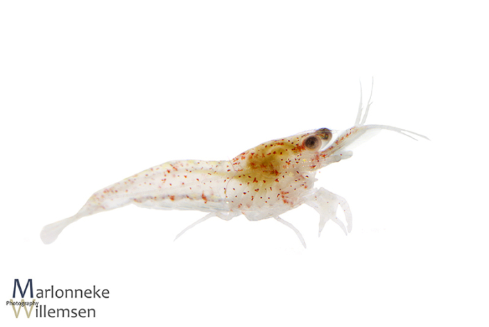 Vuurgarnaal, Neocaridina davidi 2 weken oud