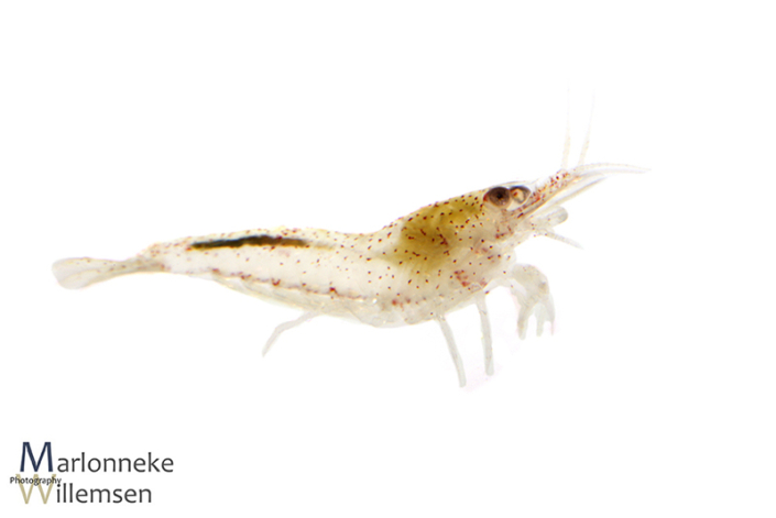 Vuurgarnaal, Neocaridina davidi 3 weken oud