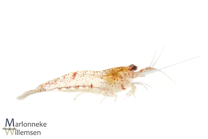 Vuurgarnaal, Neocaridina davidi 4 weken oud