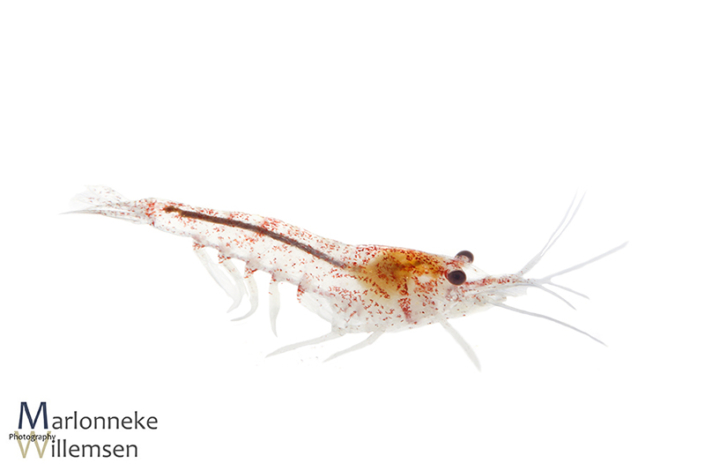 Vuurgarnaal, Neocaridina davidi 5 weken oud