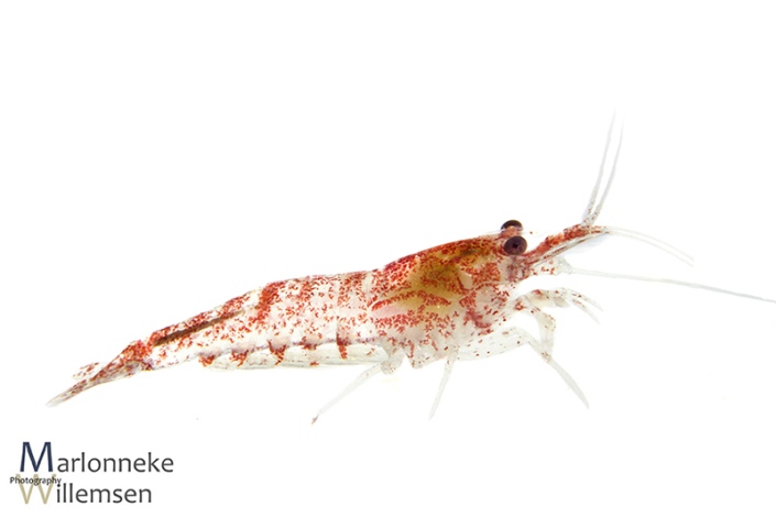 Vuurgarnaal, Neocaridina davidi 6 weken oud