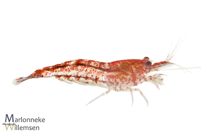 Vuurgarnaal, Neocaridina davidi 7 weken oud