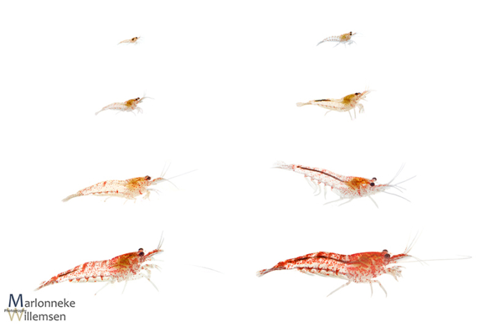 Overzicht van de groei en ontwikkeling van een Vuurgarnaal, Neocaridina davidi in de eerste 7 weken van zijn leven