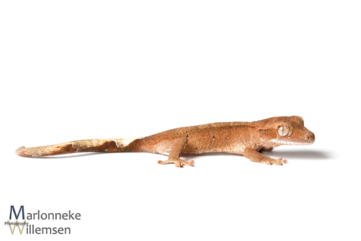 Crested gecko, Correlophus ciliatus a few hours old