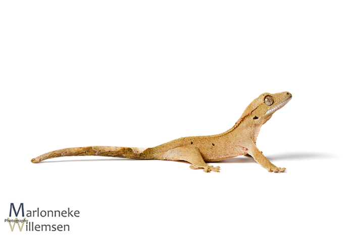 Crested gecko, Correlophus ciliatus 1 week old