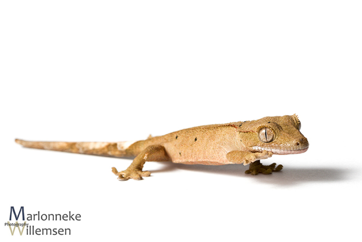 Crested gecko, Correlophus ciliatus 2 weeks old