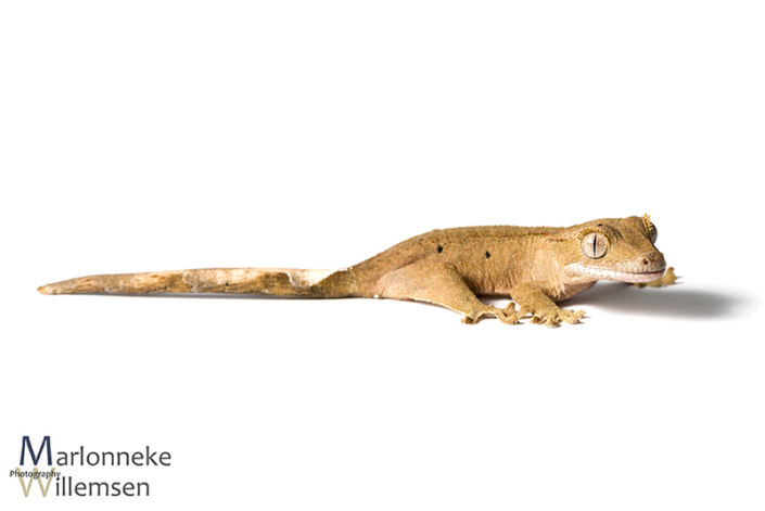Crested gecko, Correlophus ciliatus 3 weeks old
