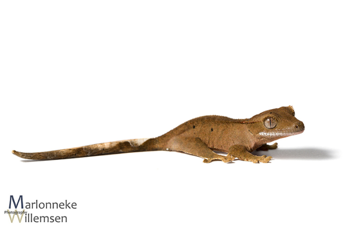 Crested gecko, Correlophus ciliatus 4 weeks old