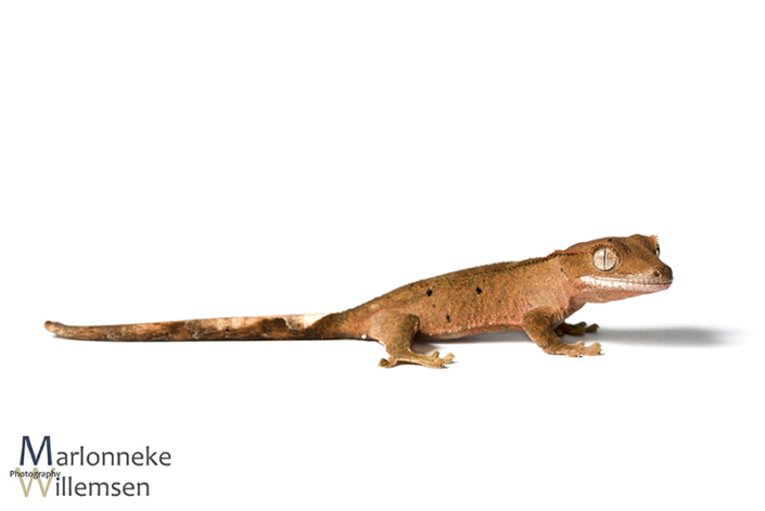 Crested gecko, Correlophus ciliatus 5 weeks old