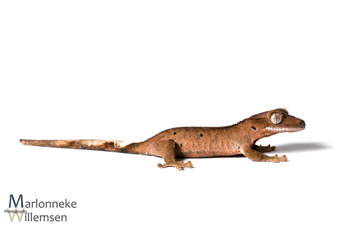Crested gecko, Correlophus ciliatus 6 weeks old