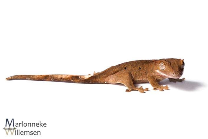 Crested gecko, Correlophus ciliatus 7 weeks old
