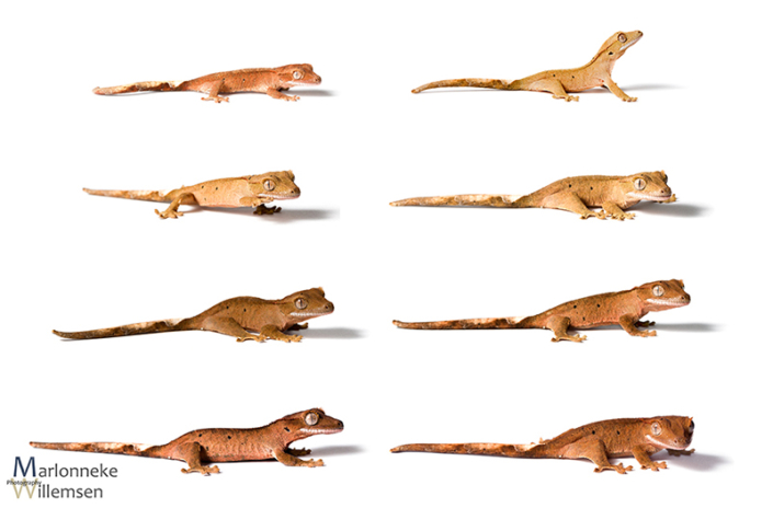 Overview of the growth and development of a Crested gecko, Correlophus ciliatus in the first 7 weeks of its life