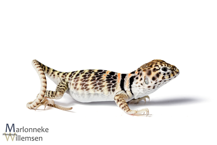 Halsbandleguaan, Crotaphytus collaris 1 week oud
