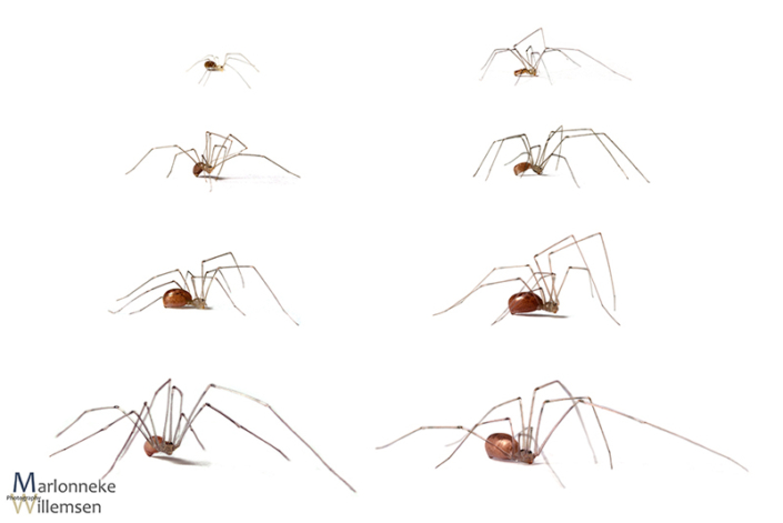 Overzicht van de groei en ontwikkeling van een Grote trilspin, Pholcus phalangioides in de eerste 7 weken van zijn leven