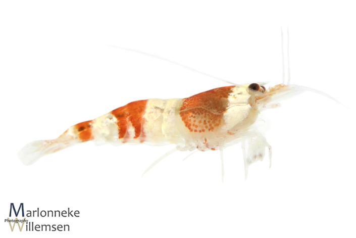 Crystal red garnaal, Caridina cantonensis, 6 weken oud