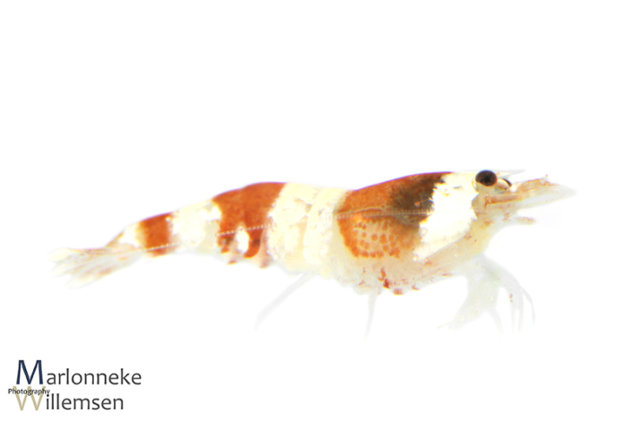 Crystal red garnaal, Caridina cantonensis, 7 weken oud