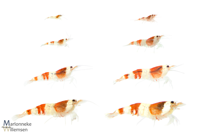 Overzicht van de groei en ontwikkeling van een Crystal red garnaal, Caridina cantonensis, in de eerste 7 weken van zijn leven